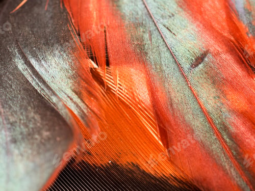 Preview: Colorful Rooster Feather With Details And Reflexions
