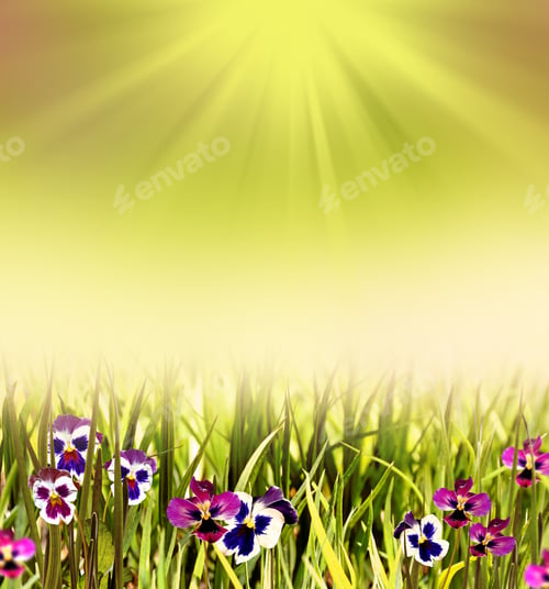 Preview: Colorful Bright Flowers Of Pansies On A Background Summer Landscape