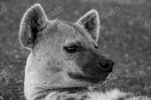 Preview: Spotted Hyena In The Kruger National Park, South Africa