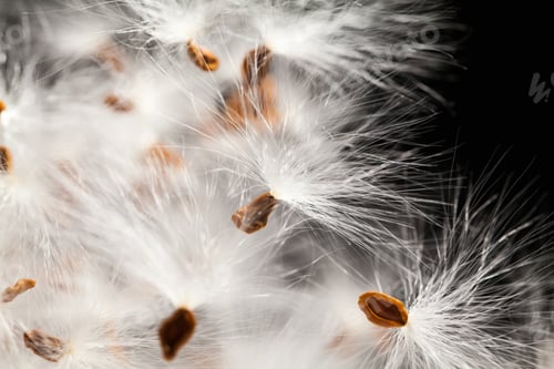Preview: Abstract Composition With Dried Plants Seeds. Looks Like Dandelion Seeds