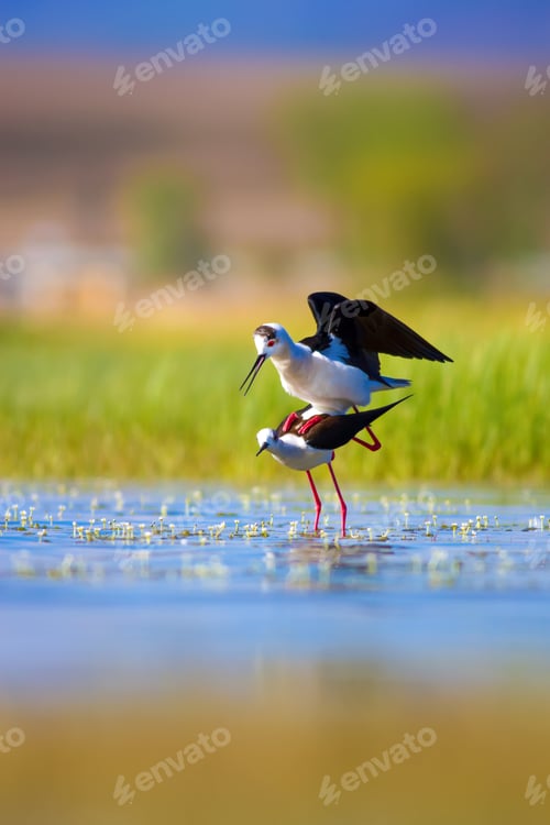 Preview: Couple Birds. Blue, Green, Yellow Nature Background. Birds: Black Winged Stilt.