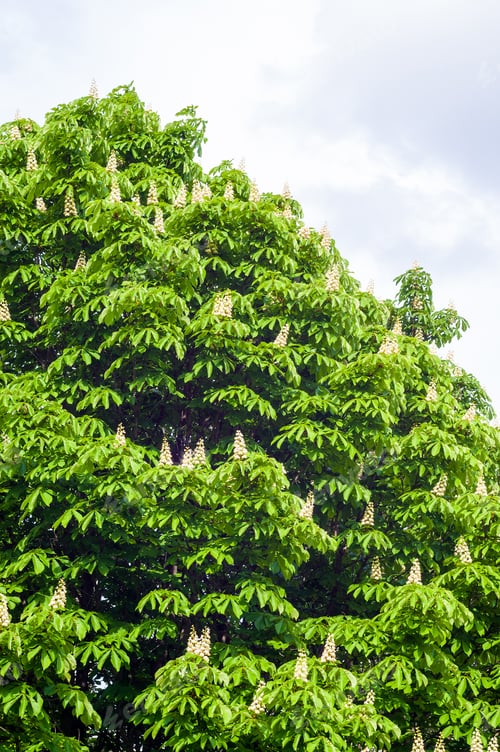 Preview: Flowering Branches Of Chestnut Castanea Sativa Tree, And Bright Blue Sky