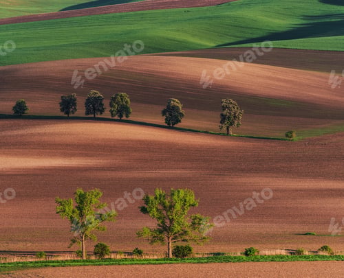 Preview: Chestnut Avenue In South Moravia