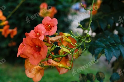 Preview: Campsis Radicans Flowers (Trumpet Vine Or Trumpet Creeper). ?Ow Itch Vine Or Hummingbird