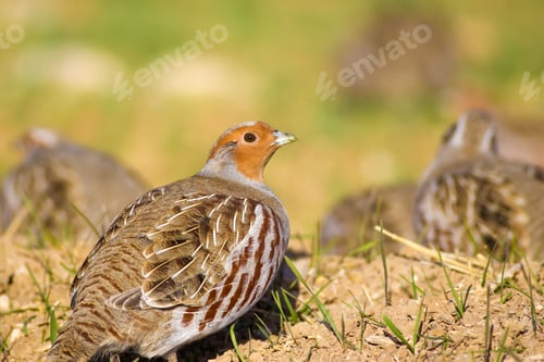 Preview: Wild Bird Partridge. Warm Colors Nature Background. Grey Partridge / Perdix Perdix