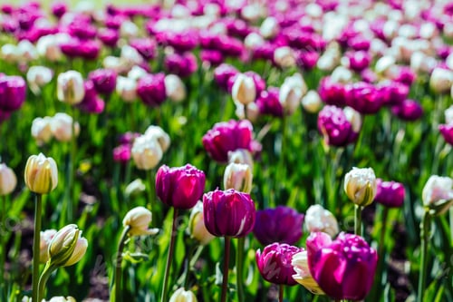 Preview: White And Purple Tulips (Variety Finola) In The Park