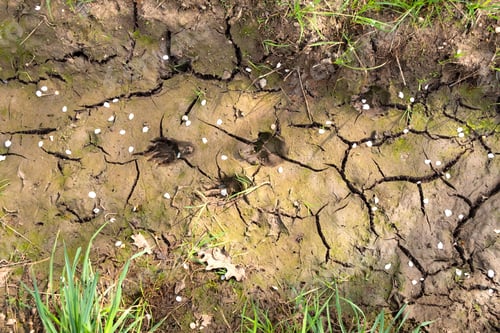 Preview: Dog Paw Prints In Mud