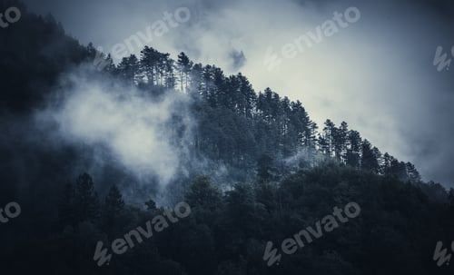 Preview: Gloomy Forest Covered With Mist