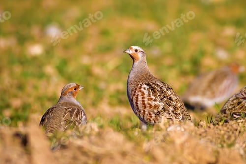 Preview: Partridges. Colorful Nature Background. Grey Partridge. Perdix Perdix.