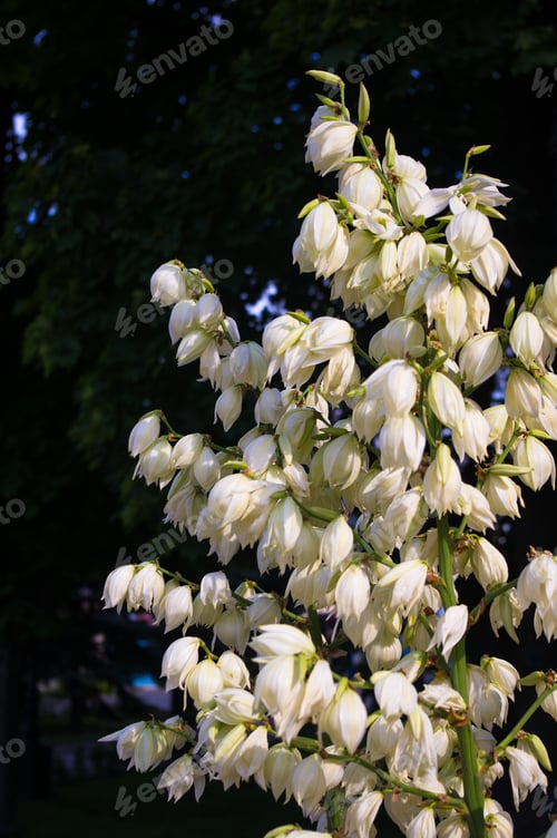 Preview: White Yucca Filamentosa Bush Flowers In Park, Close Up.