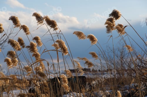 Preview: Wild Grass Over Snowy Nature Background