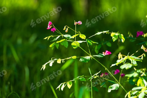 Preview: Beautiful Pink Flowers In The Forest, Armenia