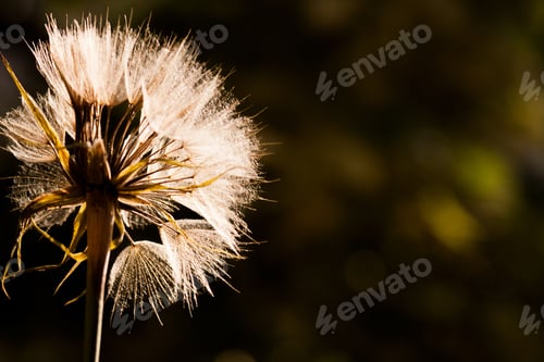Preview: Dandelion Seeds With Natural Background