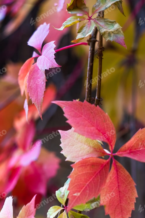 Preview: Bright Red Autumn Leaves Of Wild Grapes, Close Up
