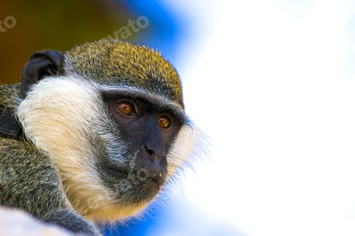 Preview: Cute Vervet Monkey. Blur Background. Monkey Portrait.