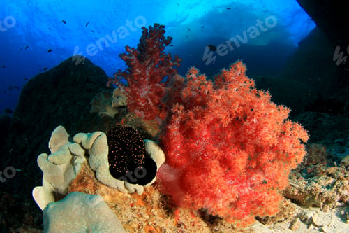 Preview: Cowrie Shell And Coral Reef In Ocean