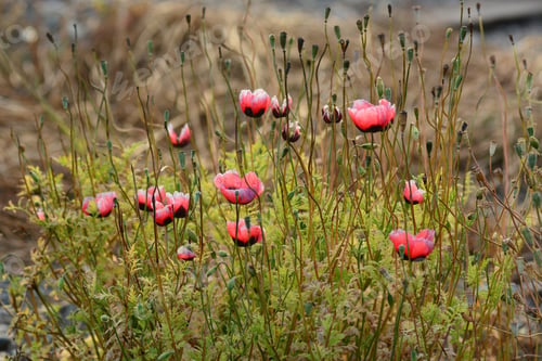 Preview: Wild Poppies In Sunlight