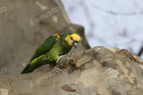 Preview: Yellow-Headed Amazon (Amazona Oratrix), Rosenstein Park, Stuttgart, Baden-Wuerttemberg