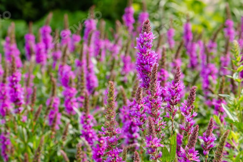 Preview: Purple Flowers Of Lythrum Salicaria On A Natural Background.