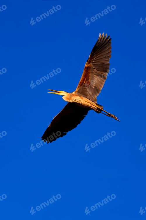 Preview: Heron in Flight against a Blue Sky