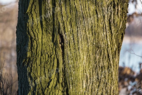 Baumrinden-Hintergrund