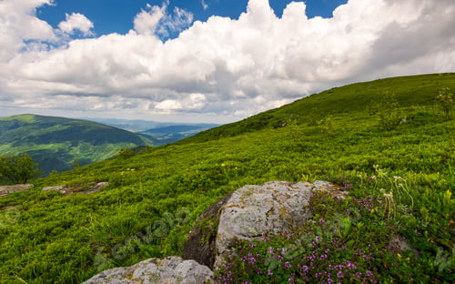 Preview: Wild Herbs Among The Rocks In Summer Mountains. Wonderful Scenery Of Carpathian Nature