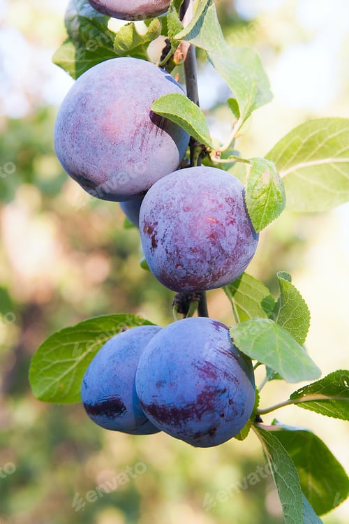 Preview: Close Up Of The Plums Ripe On Branch. Ripe Plums On A Tree Branch In The Orchard. View Of Fresh