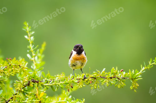Preview: Cute Little Bird On Branch. Green Nature Background. Bird: European Stonechat. Saxicola Rubicola.