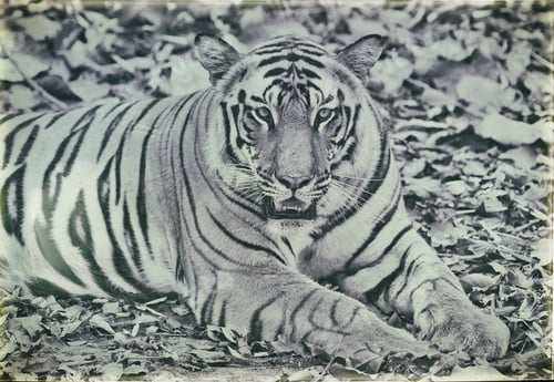 Preview: Vanishing Indian Wildlife: Vintage Style Image Of A Large Male Bengal Tiger In Bandhavgarh National
