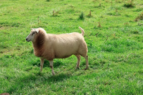 Preview: Sheep In The Field, The Netherlands