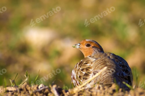Preview: Wild Bird Partridge. Warm Colors Nature Background. Grey Partridge. Perdix Perdix.