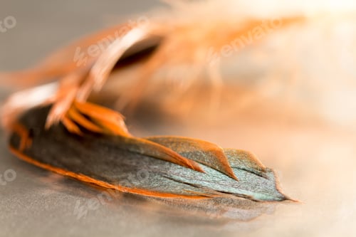 Preview: Colorful Rooster Feather With Details And Reflexions