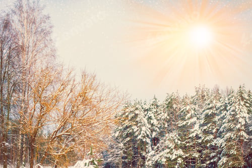 Preview: Frozen Winter Forest With Snow Covered Trees. Outdoor