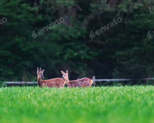 Preview: Roebuck And Roe Deer Doe In Farmland In Spring.