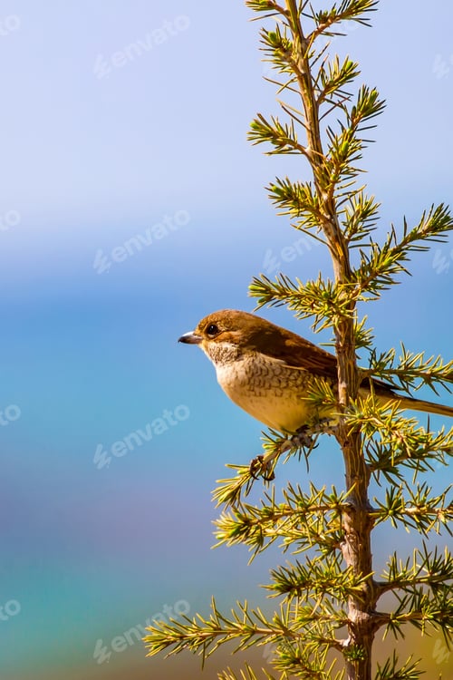 Preview: Cute Bird On Tree. Tree: Pine Tree. Bird: Common Bird Red Backed Shrike. Lanius Collurio. Natural
