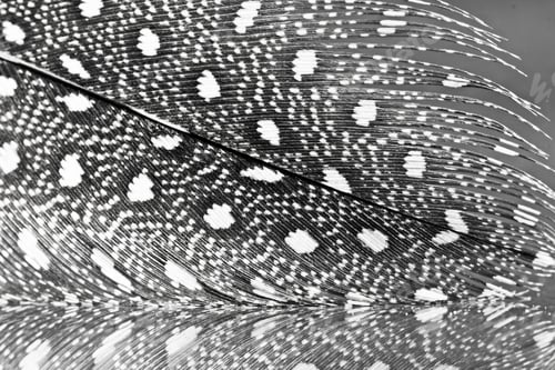 Preview: Guinea Hen Feather With Dark Background