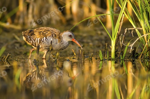 Preview: Nature And Bird. Colorful Nature Habitat Background. Bird: Water Rail. Rallus Aquaticus.