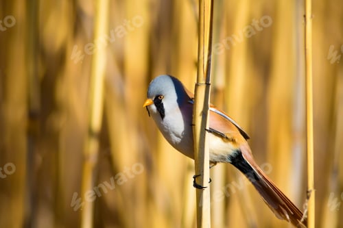 Preview: Cute Bird On Yellow Reed. Yellow Reeds Background. Bearded Reedling / Panurus Biarmicus