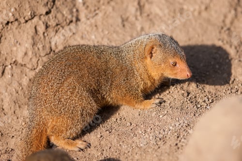 Preview: Dwarf Mongoose In The Serengeti National Park, Tanzania