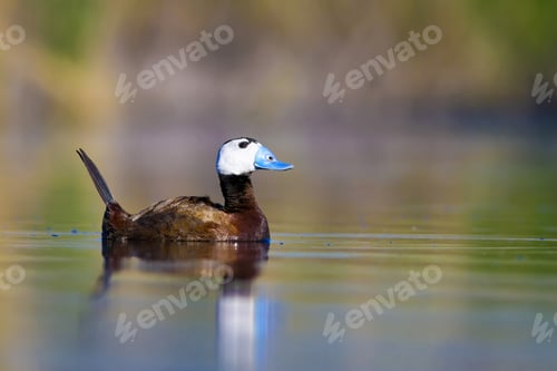 Preview: Swimming Duck. Colorful Nature Background. Bird: White Headed Duck. Oxyura Leucocephala. Ankara