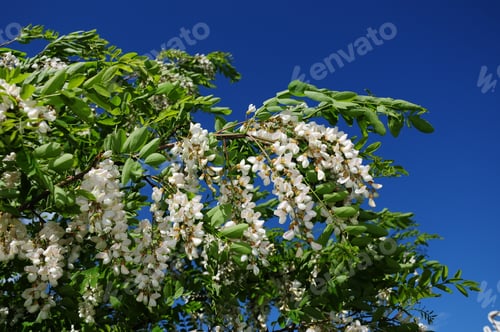 Preview: Blooming Acacia