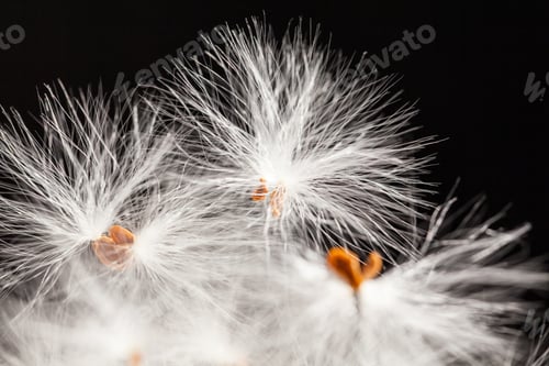 Preview: Abstract Composition With Dried Plants Seeds. Looks Like Dandelion Seeds