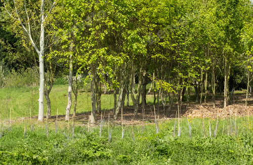 Preview: Row Of Planted Trees Image