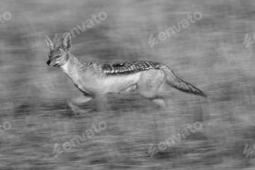Preview: Closeup Of A Black Backed Jackal Running In The Savannah Grassland, Masai Mara. A Panning Effect