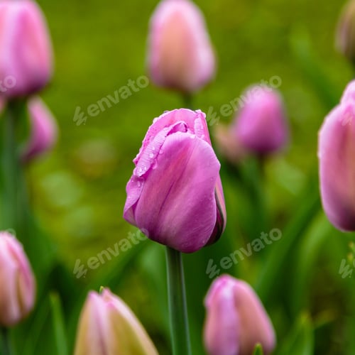 Preview: Purple Flower Of Tulip Sort Blue Beauty. Hybrids Of Tulips - A Beautiful Spring Bulbs. Growing