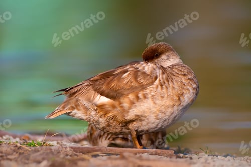 Preview: Sleeping Duck. Water Background. Red Crested Pochard.