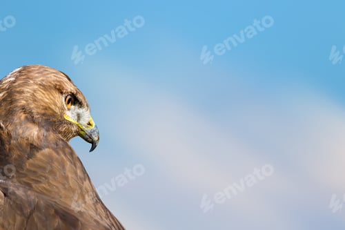 Preview: Bird Portait. Bird Of Prey. Blue Sky Background.