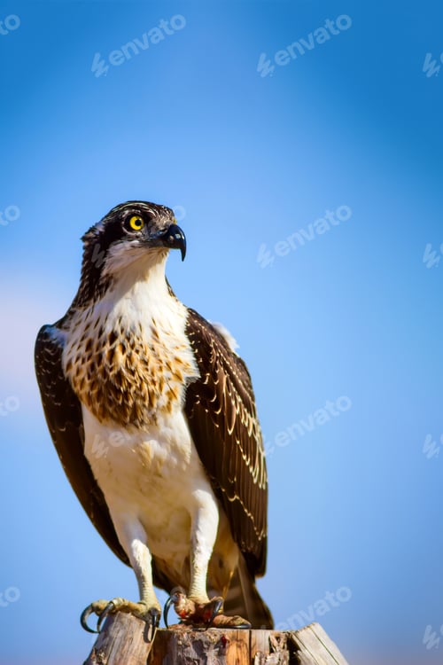 Preview: Osprey. Blue Sky Background. Western Osprey / Pandion Haliaetus