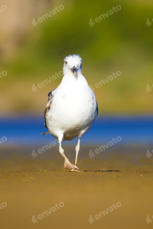 Preview: Cute Bird Seagull. Blue, Yellow, Green Nature Background. Yellow Legged Gull. Larus Michahellis.