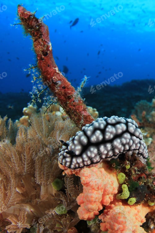Preview: Wart Slug (Nudibranch Species) On Coral Reef Underwater